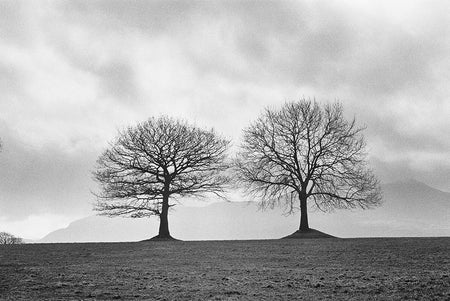 Two Trees