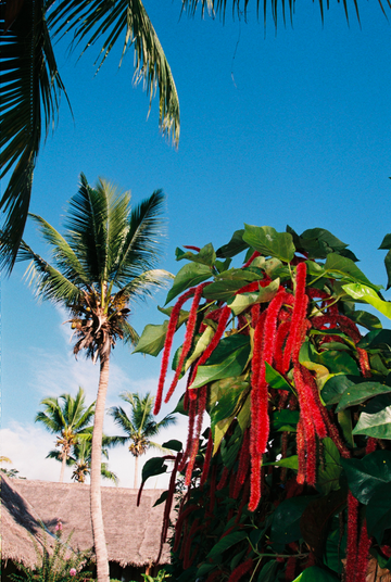 LOVE LIES BLEEDING