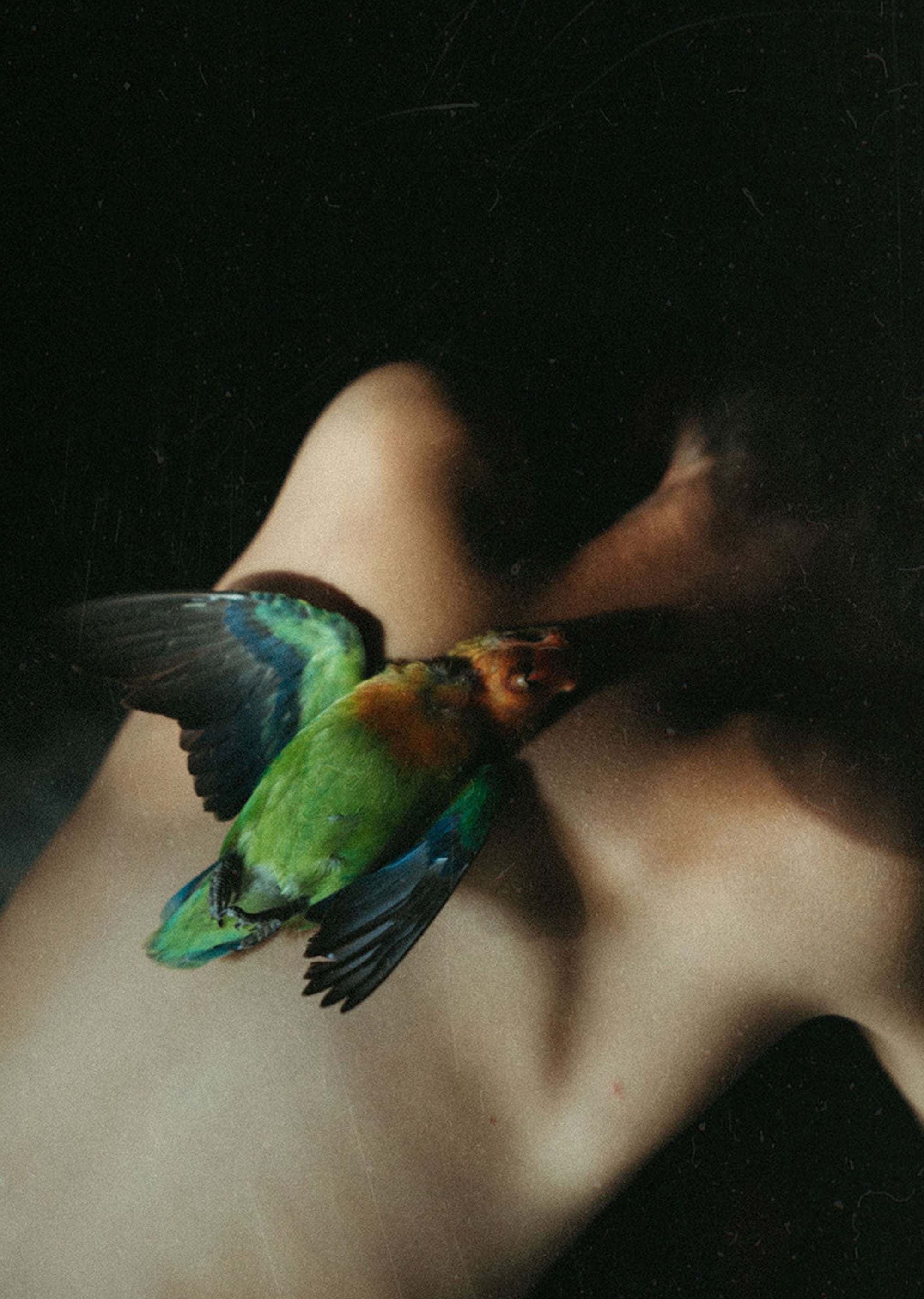 There’s a dead lovebird in a box/ Old love, new love ,