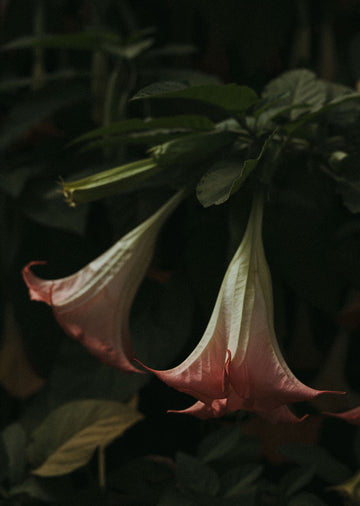 Angels Trumpets