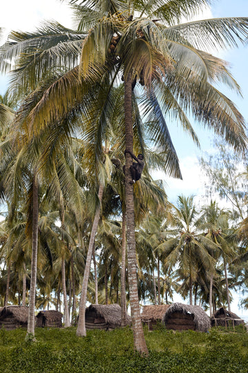 Coconut farmer