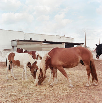 Horses
