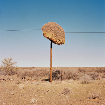 Weavers nest