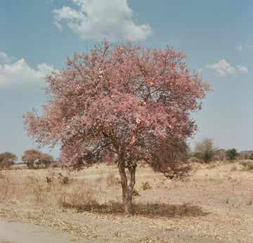Blooms