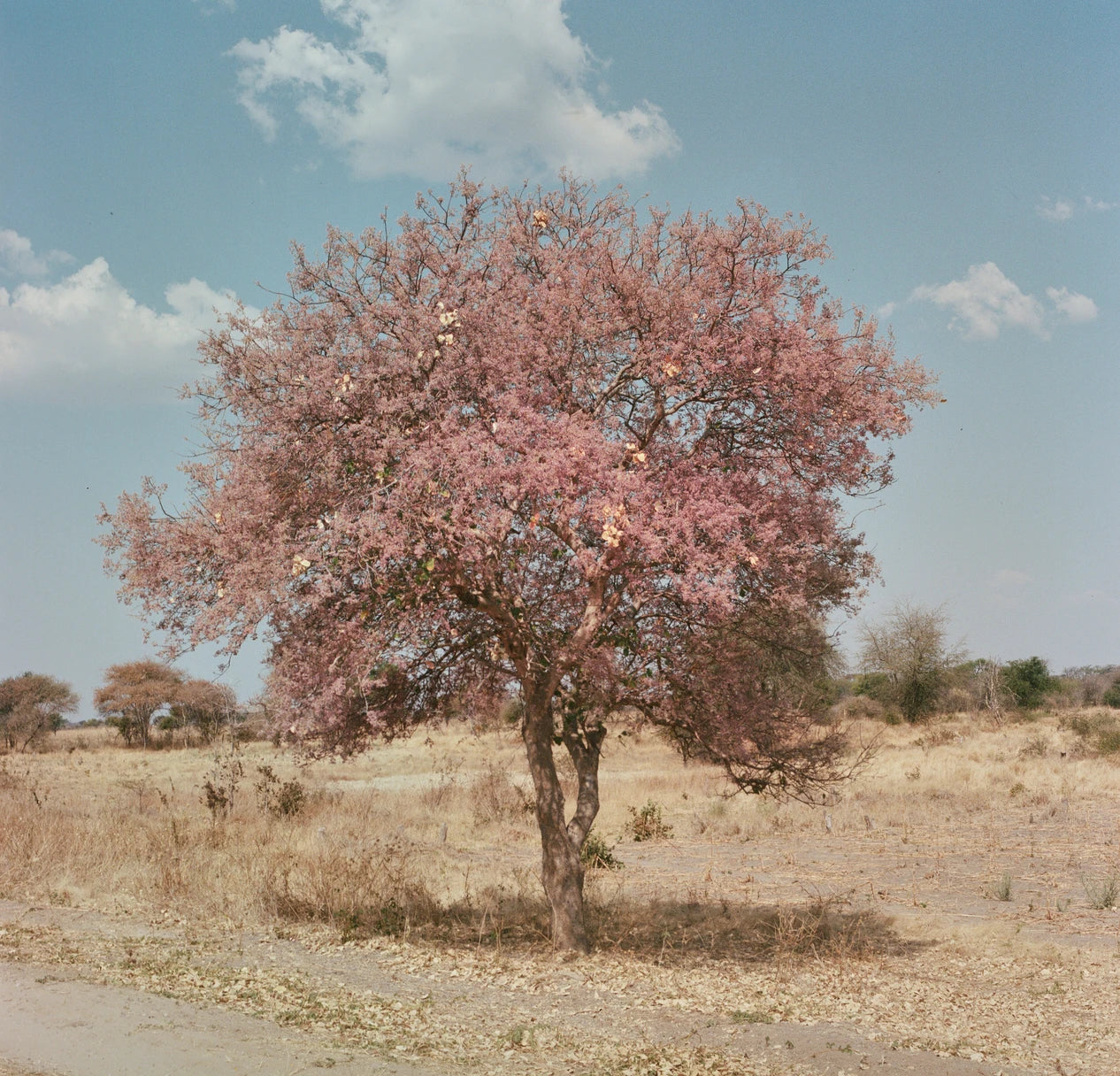 Blooms