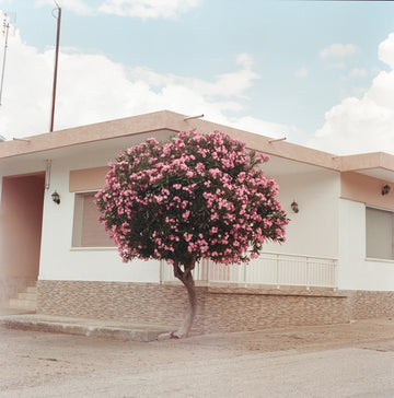 Blooms 2