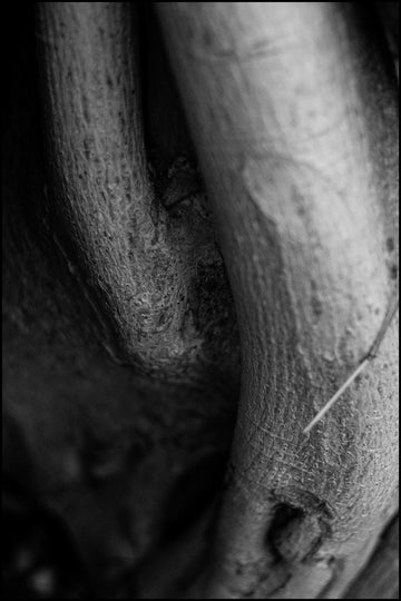 A Sturdy Stem