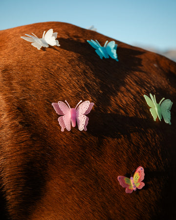 Butterflies. Tulbagh show, Tulbagh