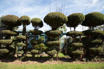 Topiary. Genadendal