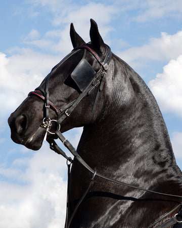 Vlaamperd. Agricultural Show, Swellendam