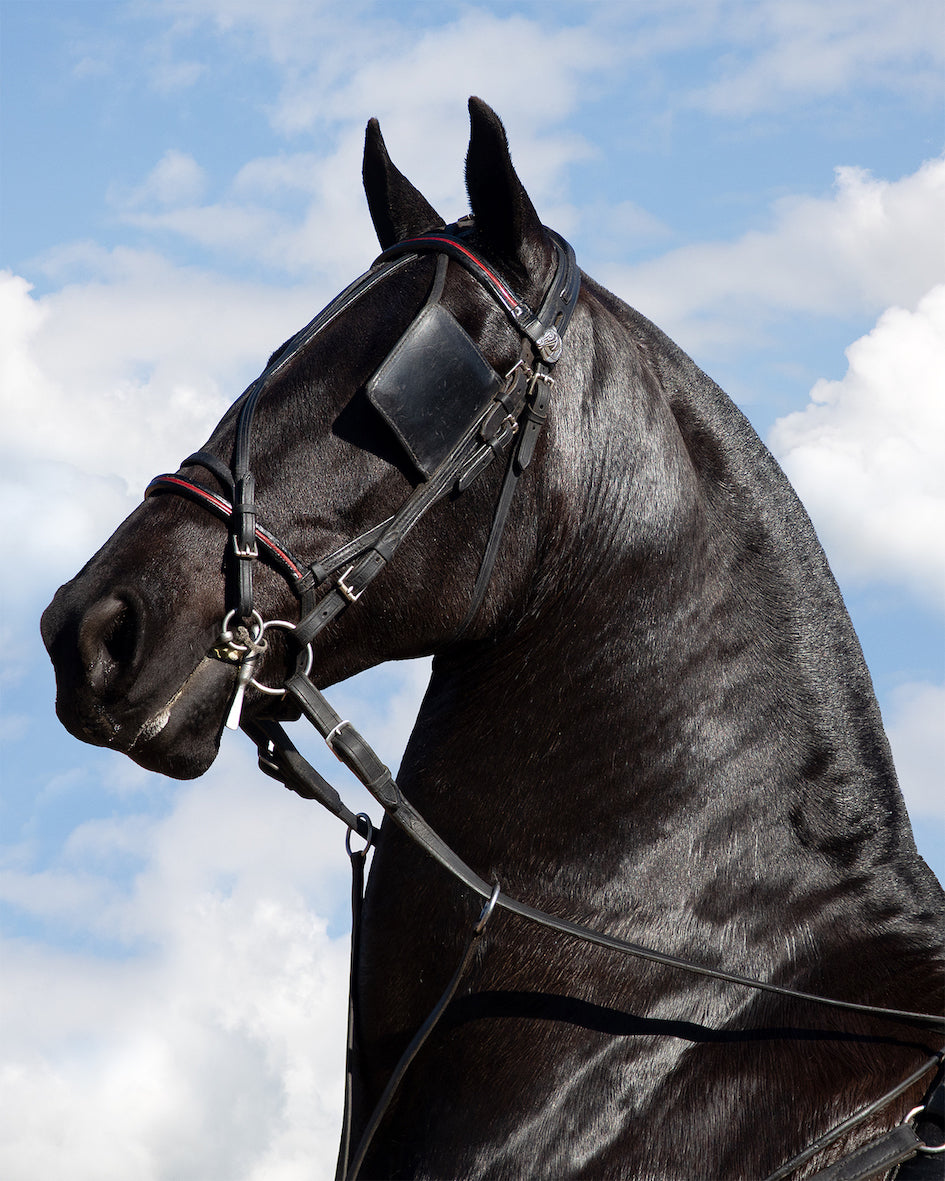 Vlaamperd. Agricultural Show, Swellendam