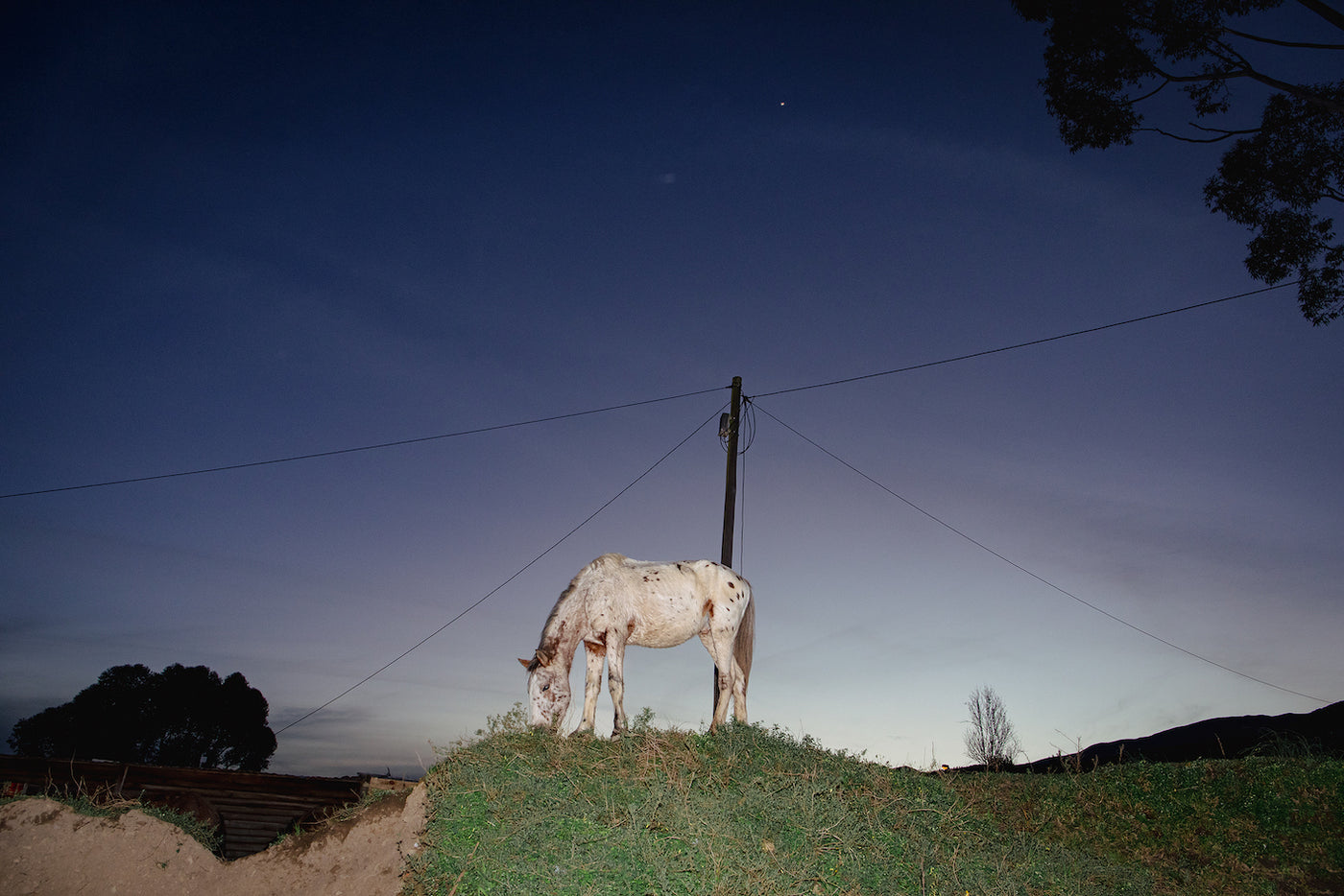 Appaloosa horse. Bereaville, Genadendal