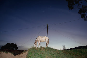 Appaloosa horse. Bereaville, Genadendal