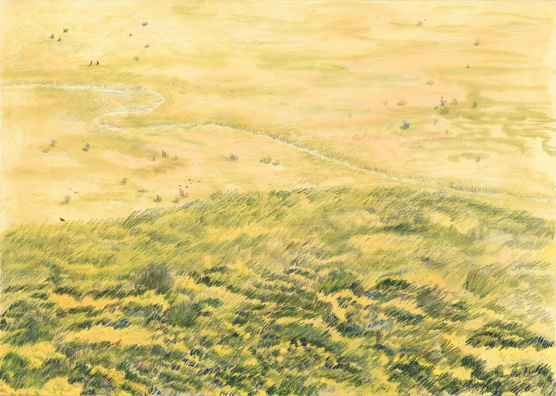 A Veld, Lit up by Leucadendrons