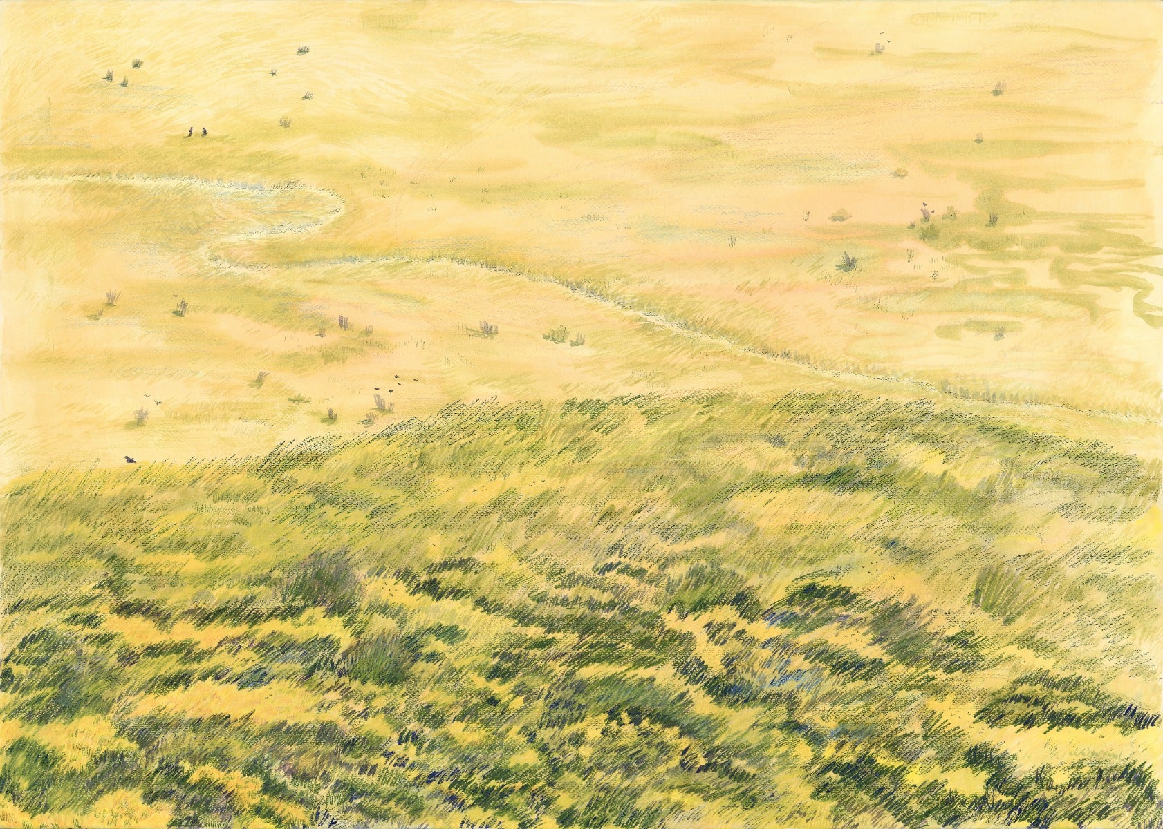 A Veld, Lit up by Leucadendrons