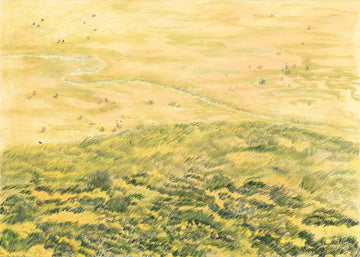 A Veld, Lit up by Leucadendrons
