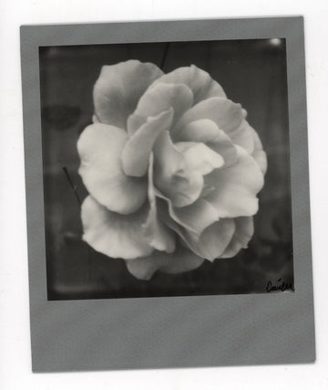 Single Summer Rose