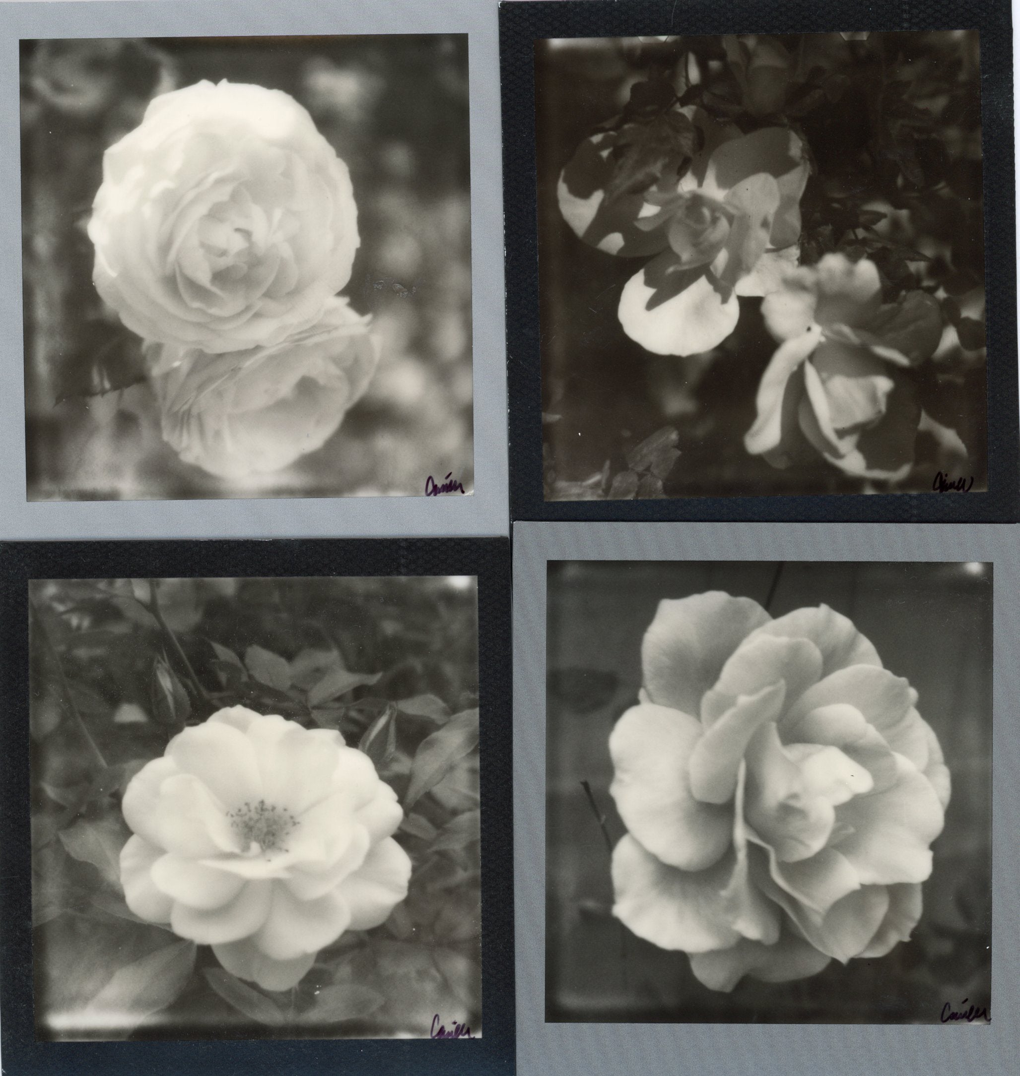 Roses in Monochromatic Frames