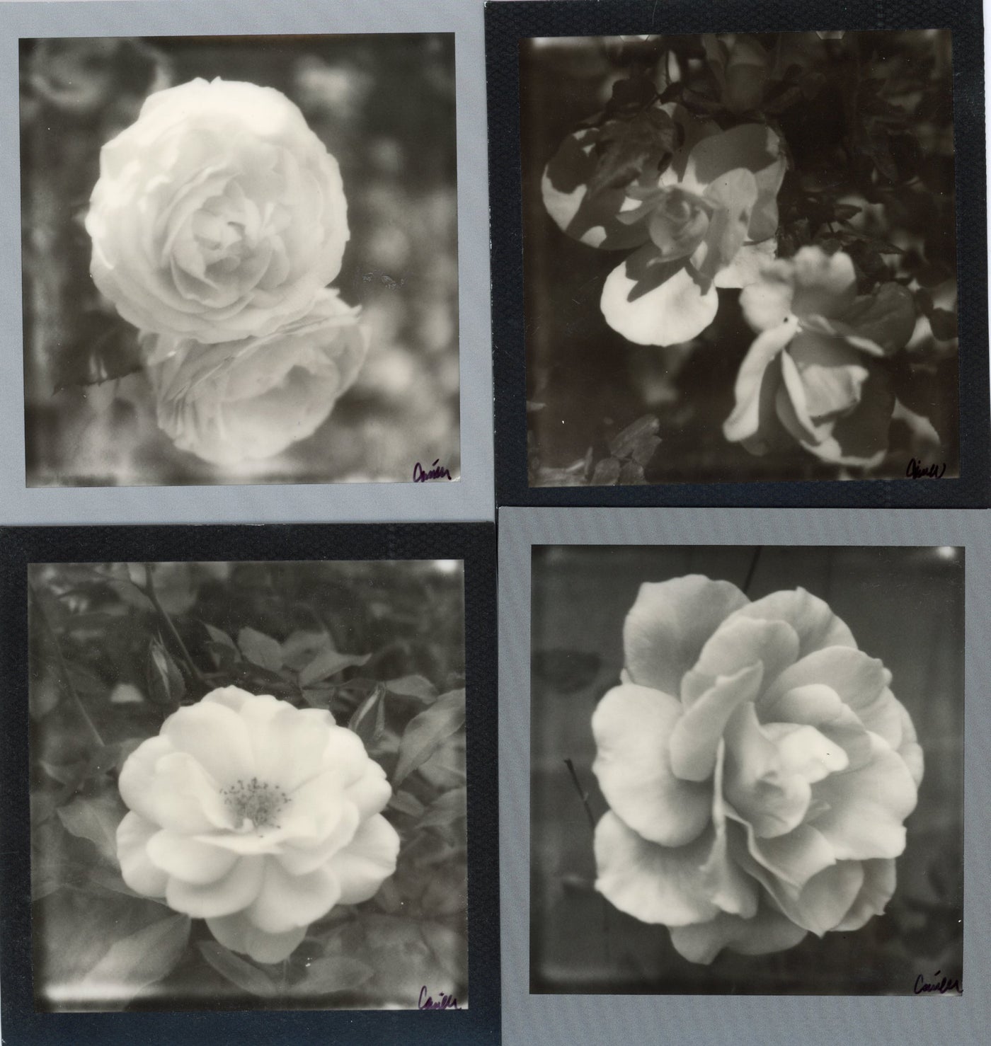 Roses in Monochromatic Frames
