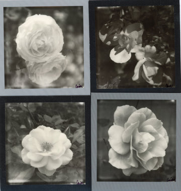 Roses in Monochromatic Frames