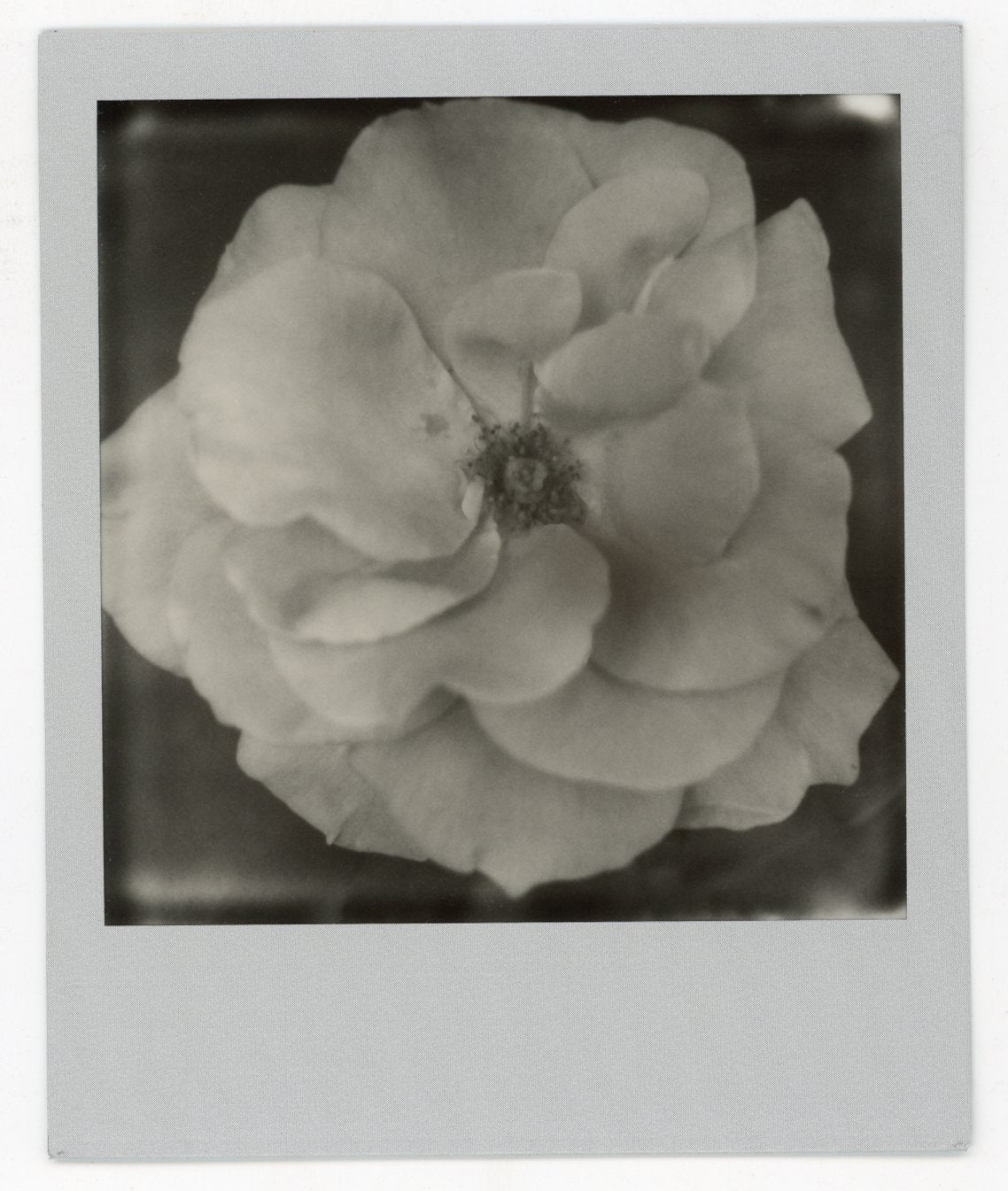 Wide Rose