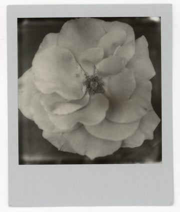 Wide Rose