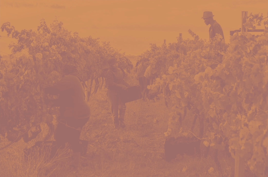 Movement in the Vineyard