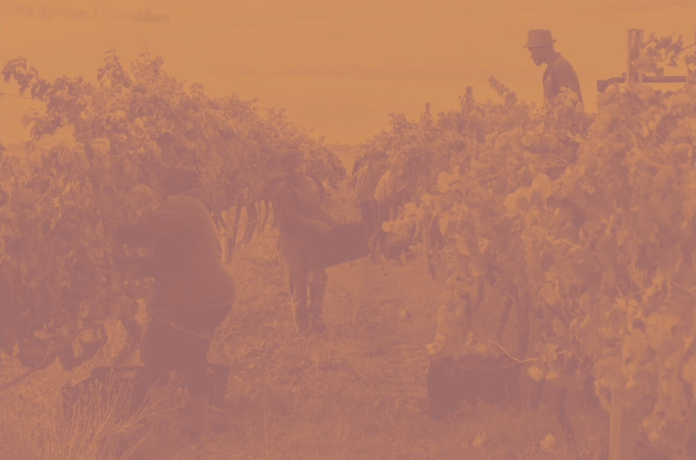 Movement in the Vineyard