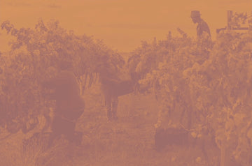 Movement in the Vineyard