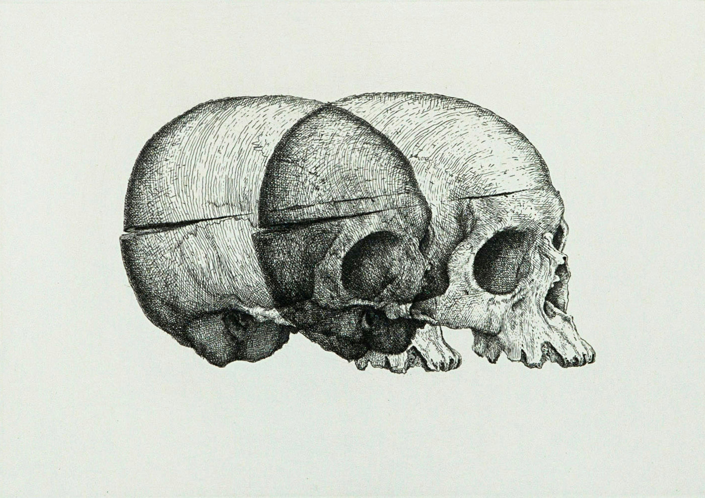 Binocular Skull 2