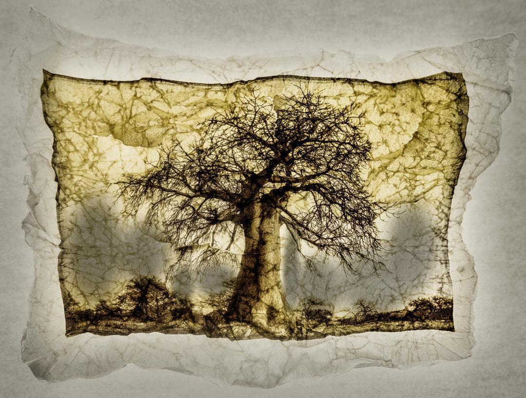 Timeworn Baobab