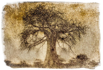 Rugose Baobab