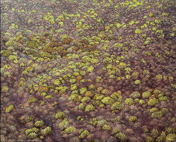 West Facing Slope - Cederberg