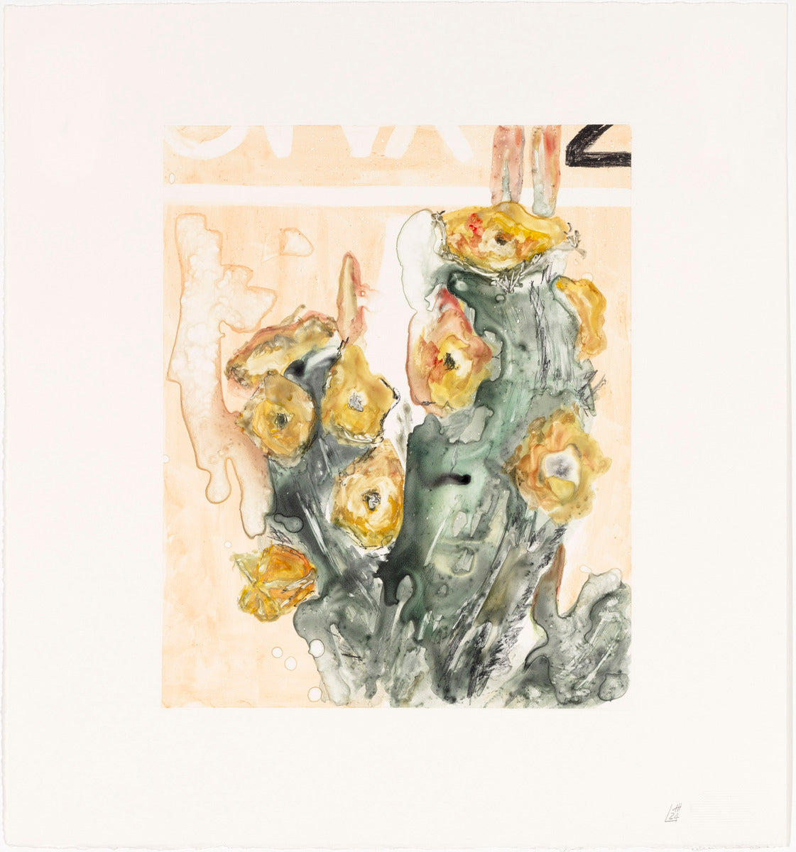 Hoodia Bainii I