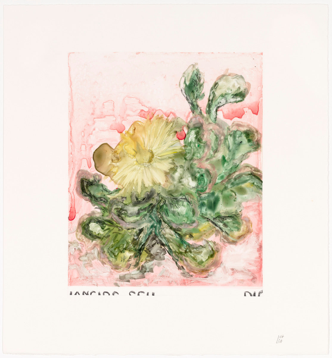 Titanopsis Schwantesii I