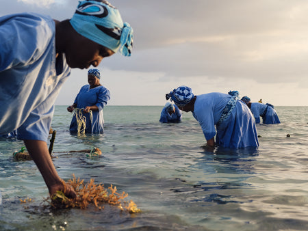 Seaweed harvest at sunrise