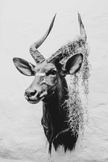 KUDU