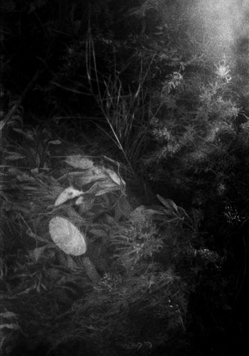 Night Garden