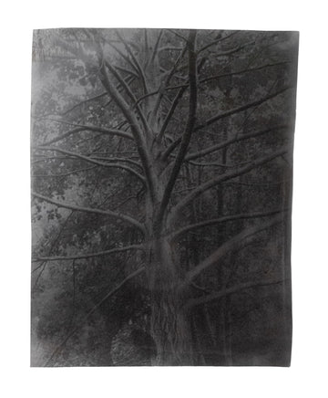Ode to Phenomenal Nature 06