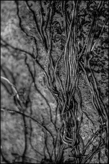 Roots on the Outside