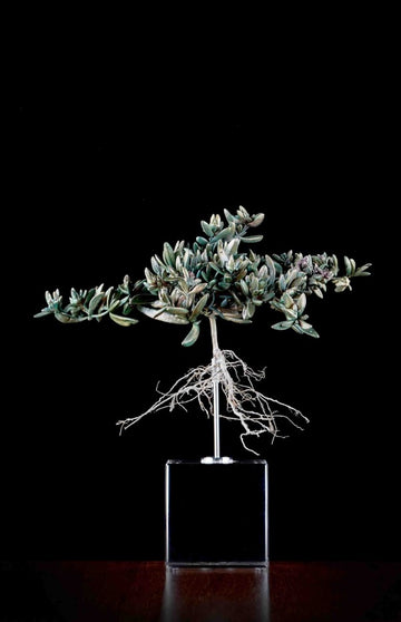 DELOSPERMA COOPERII
