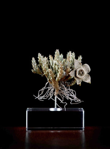 ORBEA VARIEGATA