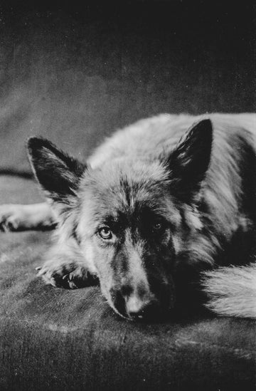 Polisie Hond