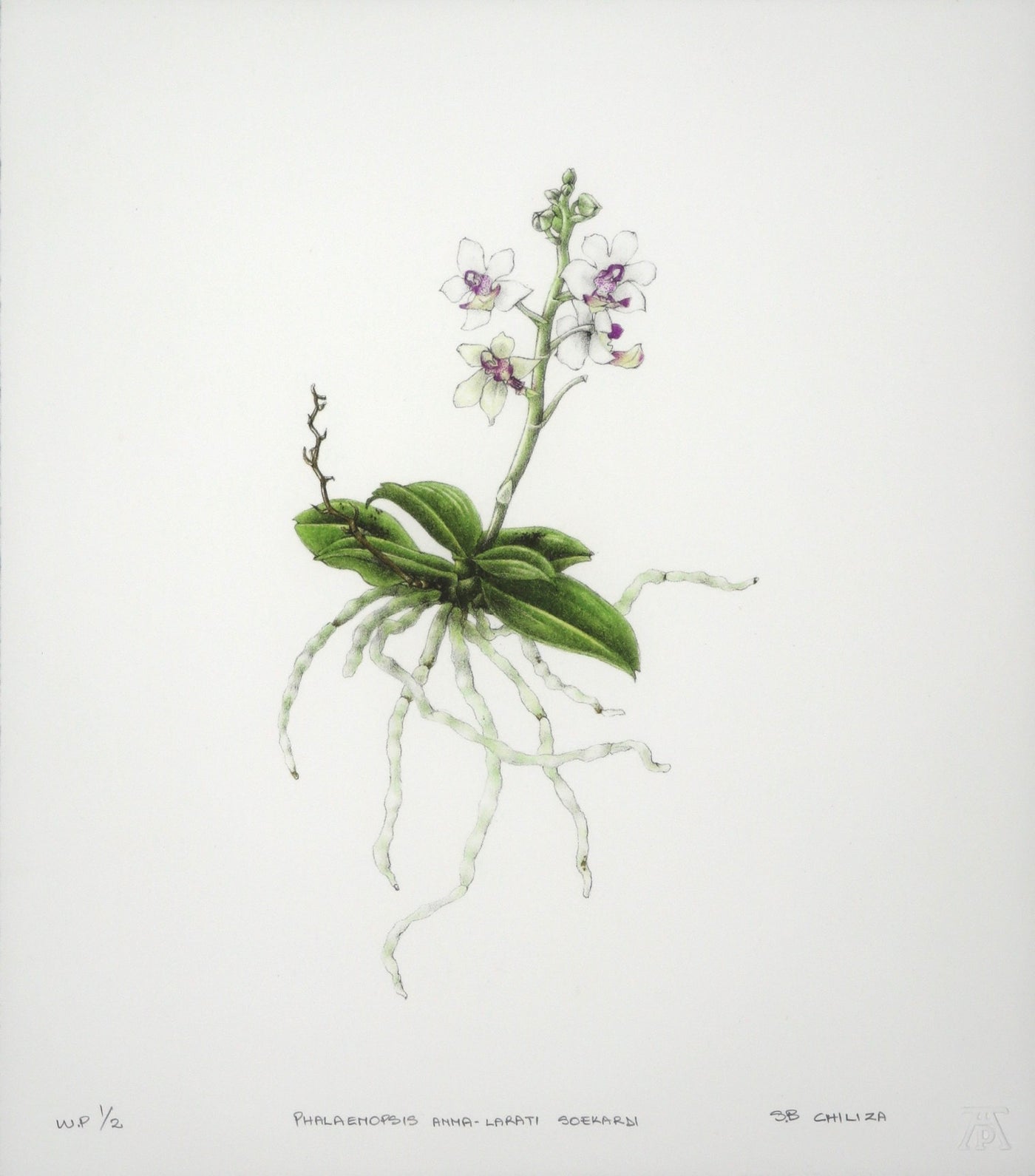 Phalaenopsis Anna-Larati Soekardi