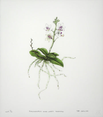 Phalaenopsis Anna-Larati Soekardi