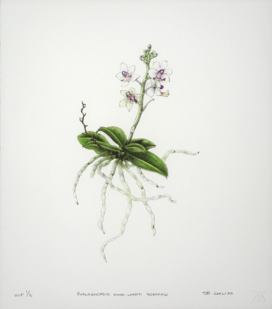 Phalaenopsis Anna-Larati Soekardi