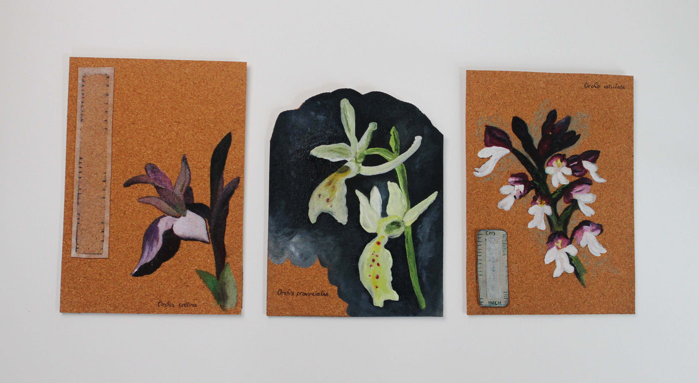 Critically Endangered Orchis Collection