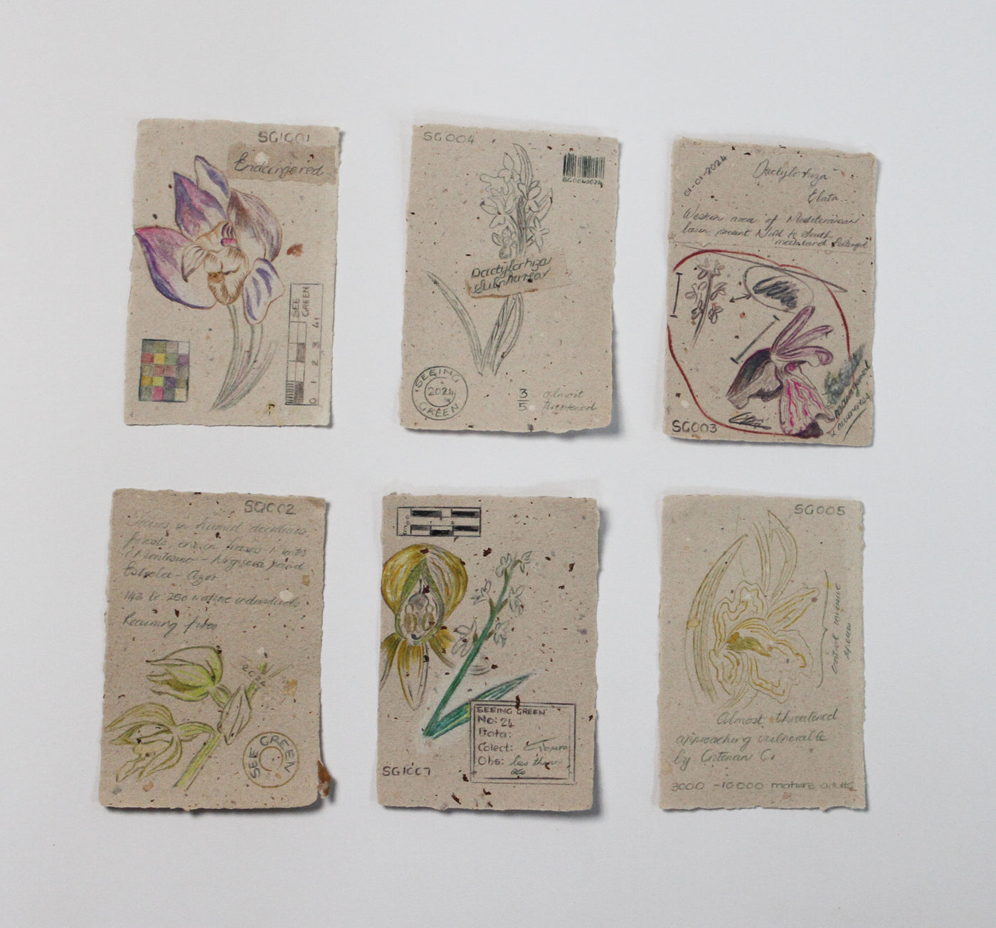 Orchidaceae Herbarium Collection notes