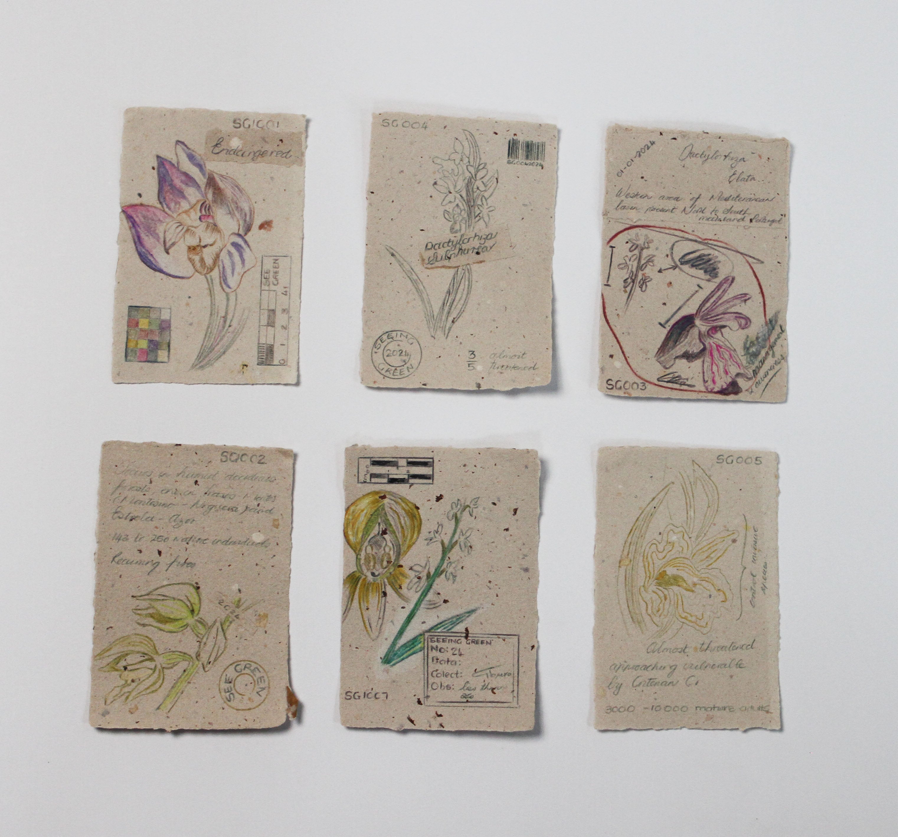Orchidaceae Herbarium Collection notes