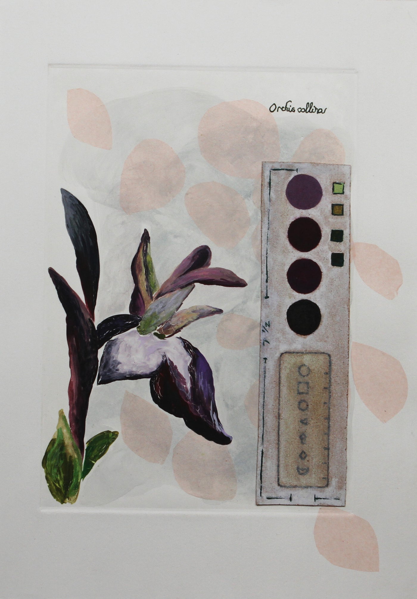 Critically Endangered Orchis - Collina